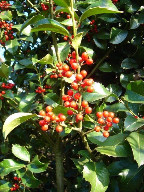 Ilex aquifolium 'Foxii' P3